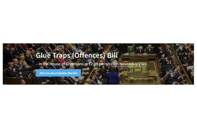 glue traps
