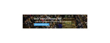 glue traps